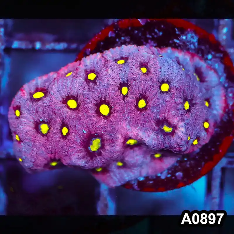 Item#A0897RW0897(S) WYSIWYG Aussie Ultra War Coral Frag - Zooxae