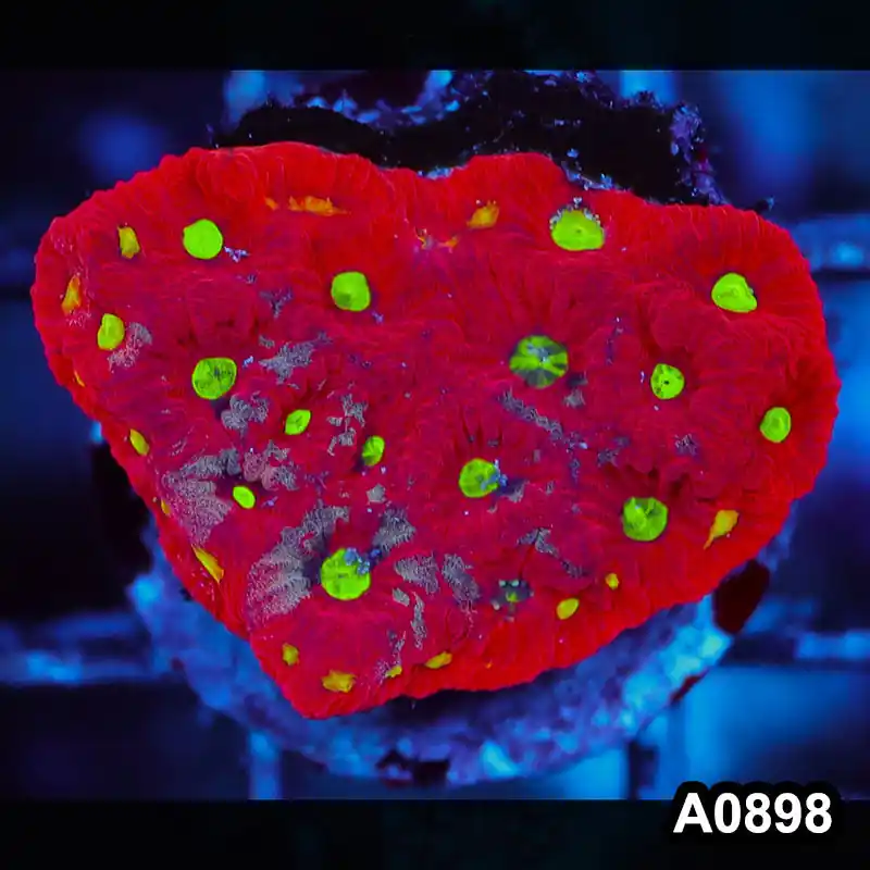Item#A0898RW0898(S) WYSIWYG Aussie Ultra War Coral Frag - Zooxae