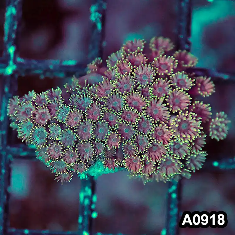 Item#A0918RW0918(S) WYSIWYG Solomon Island Ultra Goniopora Frag - Zooxae