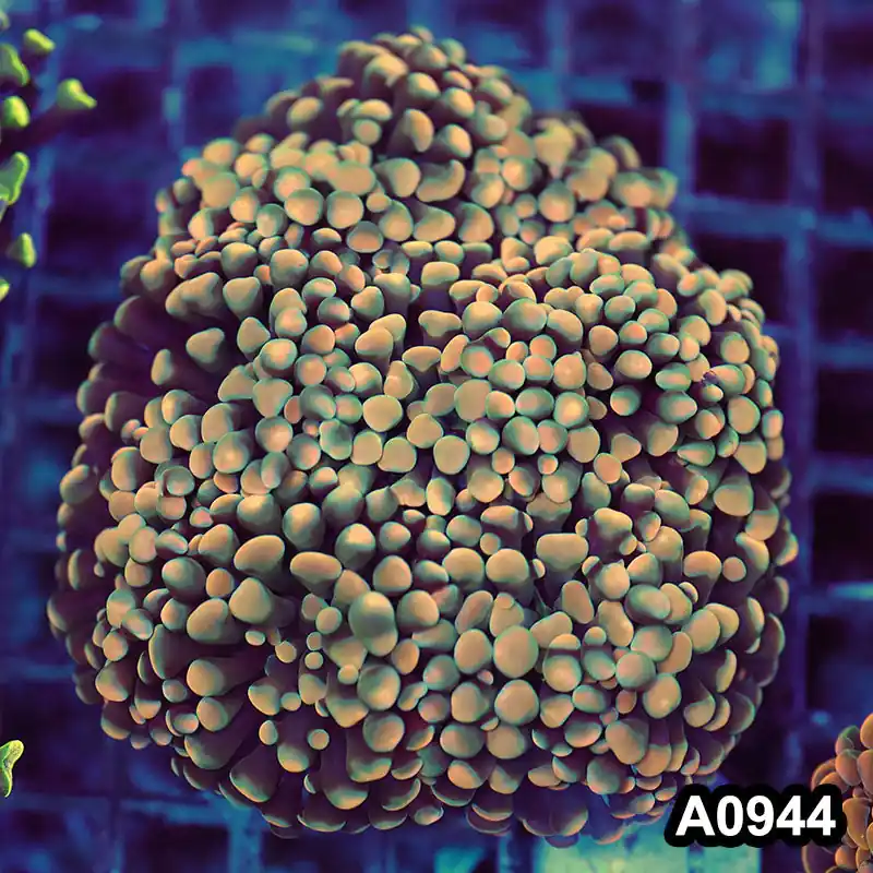 Item#A0944LW0944(M) WYSIWYG Indo Cultured Ultra Unique Branching Hammer Colony - Zooxae