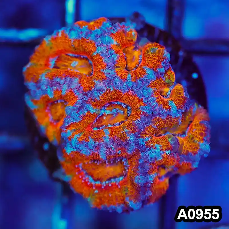 Item#A0955LW0955(S) WYSIWYG Aussie Rainbow Acan Lord Frag - Zooxae