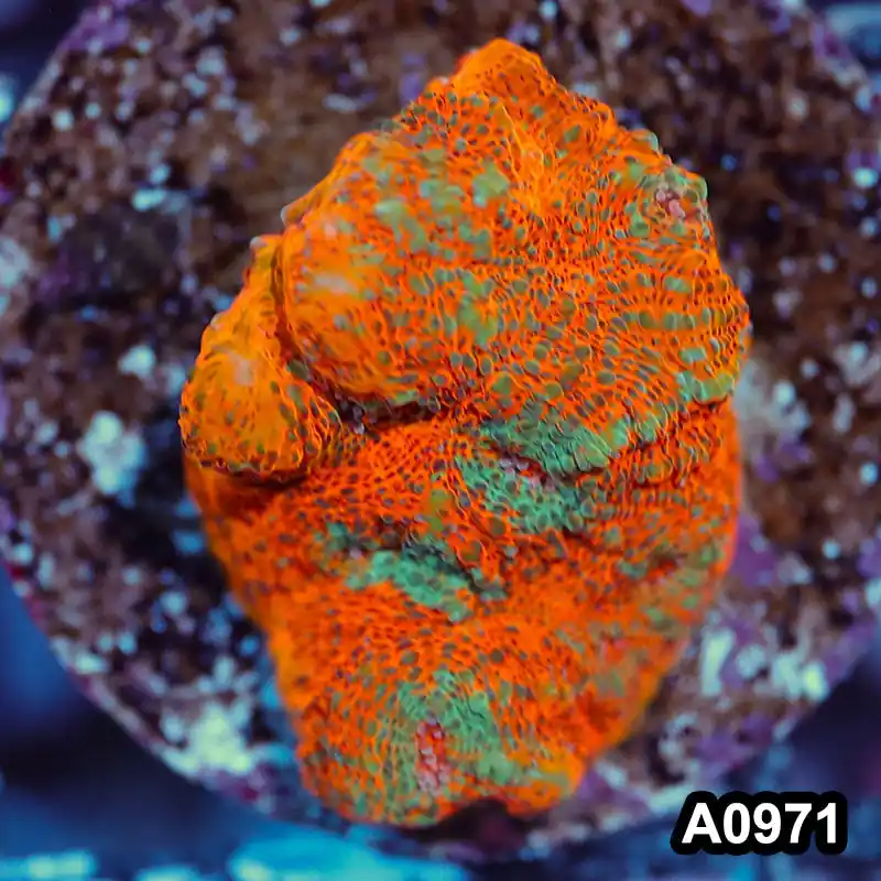 Item#A0971IN0971(S) WYSIWYG Indo Rainbow Chalice Frag - Zooxae