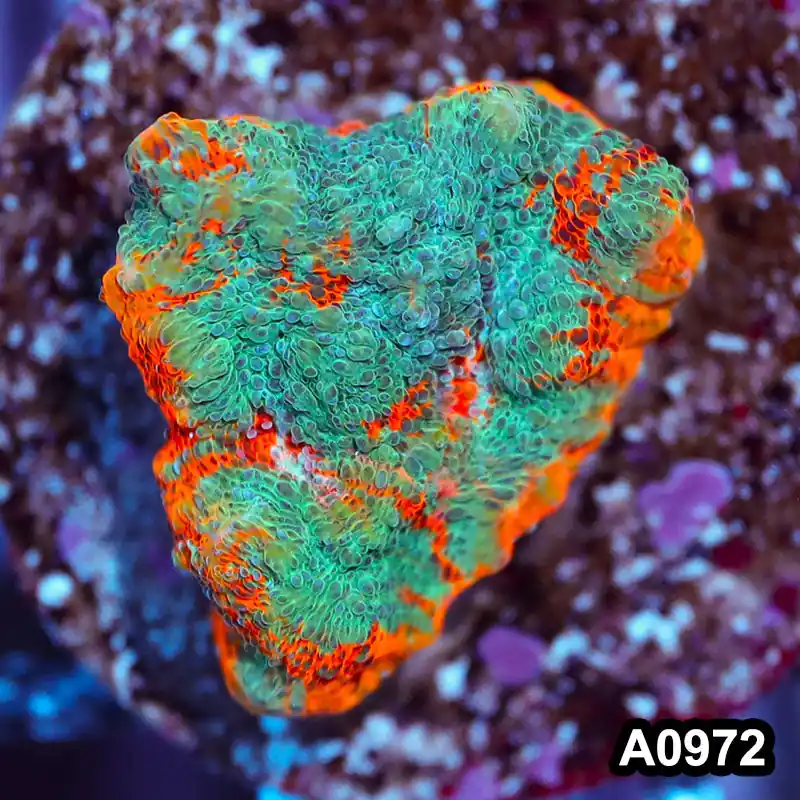 Item#A0972IN0972(S) WYSIWYG Indo Rainbow Chalice Frag - Zooxae