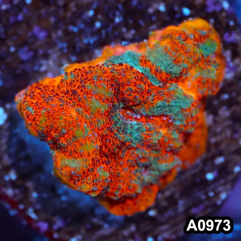 Item#A0973IN0973(S) WYSIWYG Indo Rainbow Chalice Frag - Zooxae