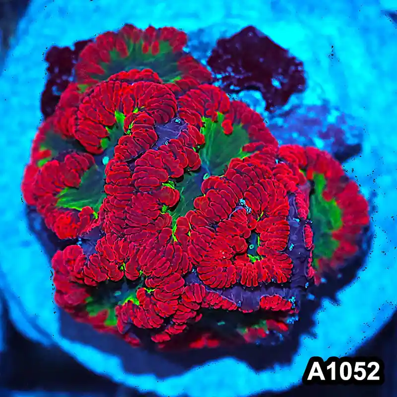 Item#A1052IN1052(M) WYSIWYG Indo Cultured Unique Rainbow Blastomussa Colony - Zooxae