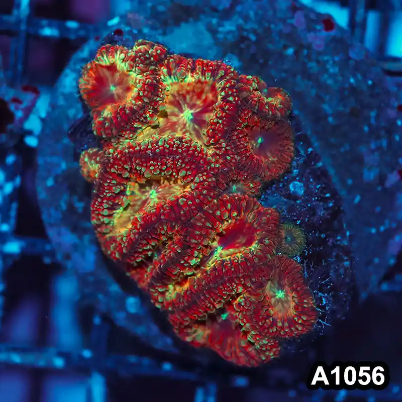 Item#A1056IN1056(M) WYSIWYG Indo Cultured Ultra Rainbow Blastomussa Colony - Zooxae