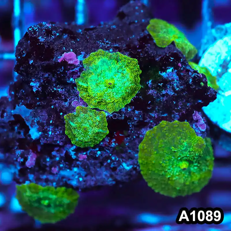Item#A1089IN1089(S) WYSIWYG Indo Ultra Unique Discosoma Mushroom Mini Colony - Zooxae