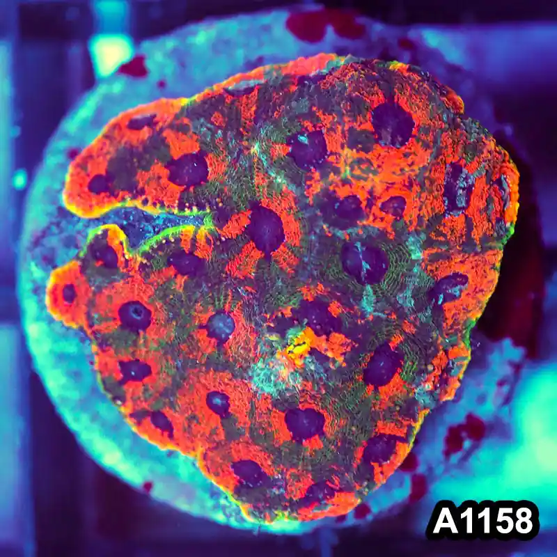 Item#A1158IN1158(M) WYSIWYG Indo Cultured Rainbow Acanthastrea Echinata Colony - Zooxae