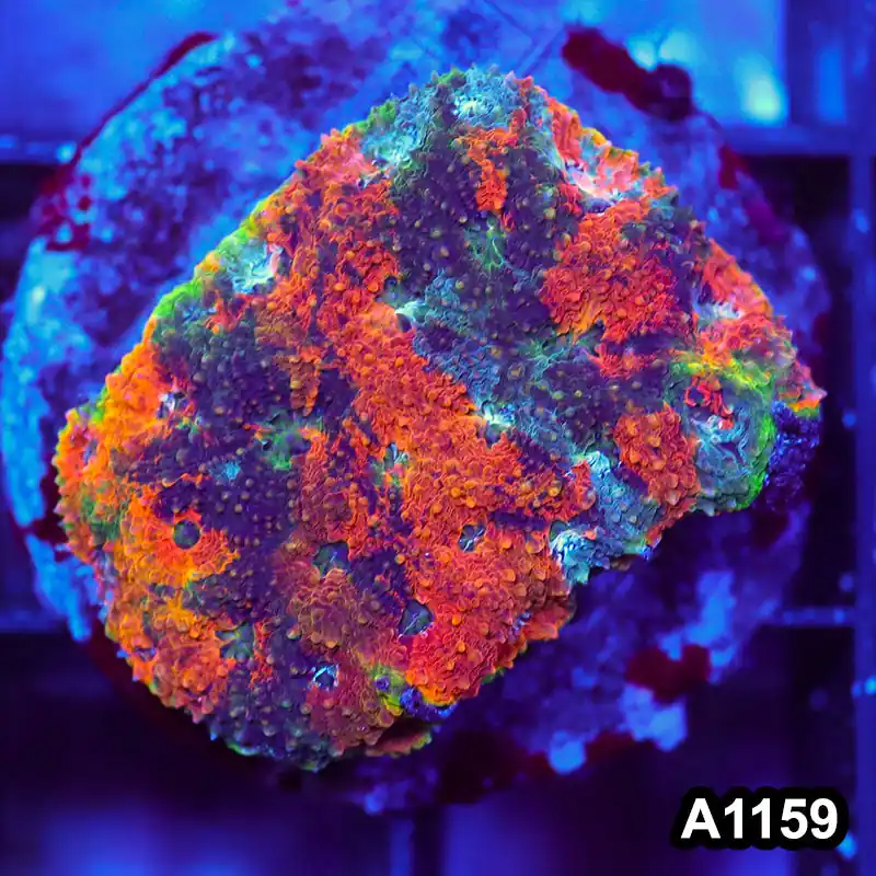 Item#A1159IN1159(M) WYSIWYG Indo Cultured Rainbow Acanthastrea Echinata Colony - Zooxae