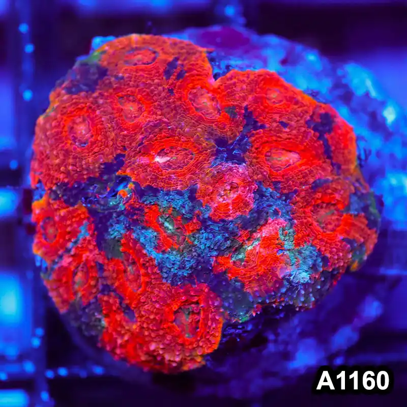 Item#A1160IN1160(M) WYSIWYG Indo Cultured Rainbow Acanthastrea Echinata Colony - Zooxae