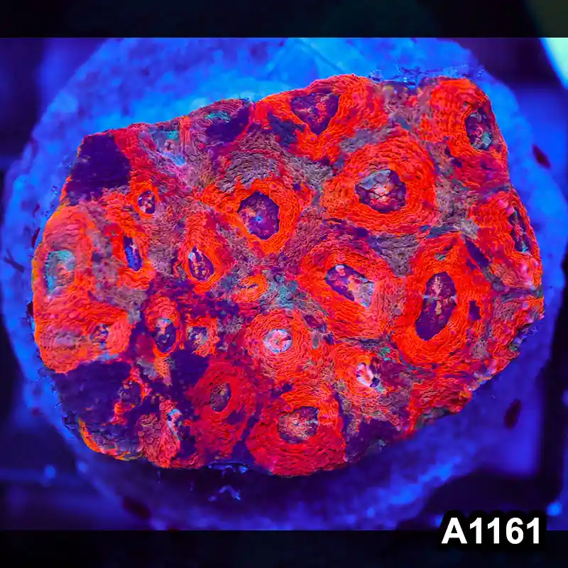 Item#A1161IN1161(M) WYSIWYG Indo Cultured Rainbow Acanthastrea Echinata Colony - Zooxae