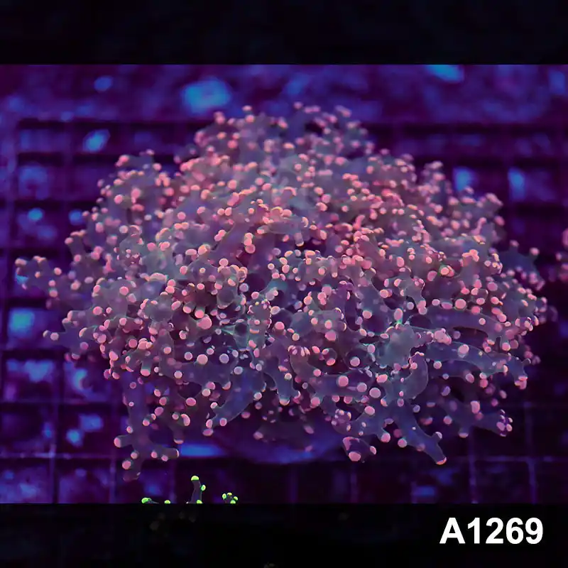 Item#A1269LW1269(L) WYSIWYG Indo Cultured Ultra Pink Tip Branching Frogspawn Colony - Zooxae