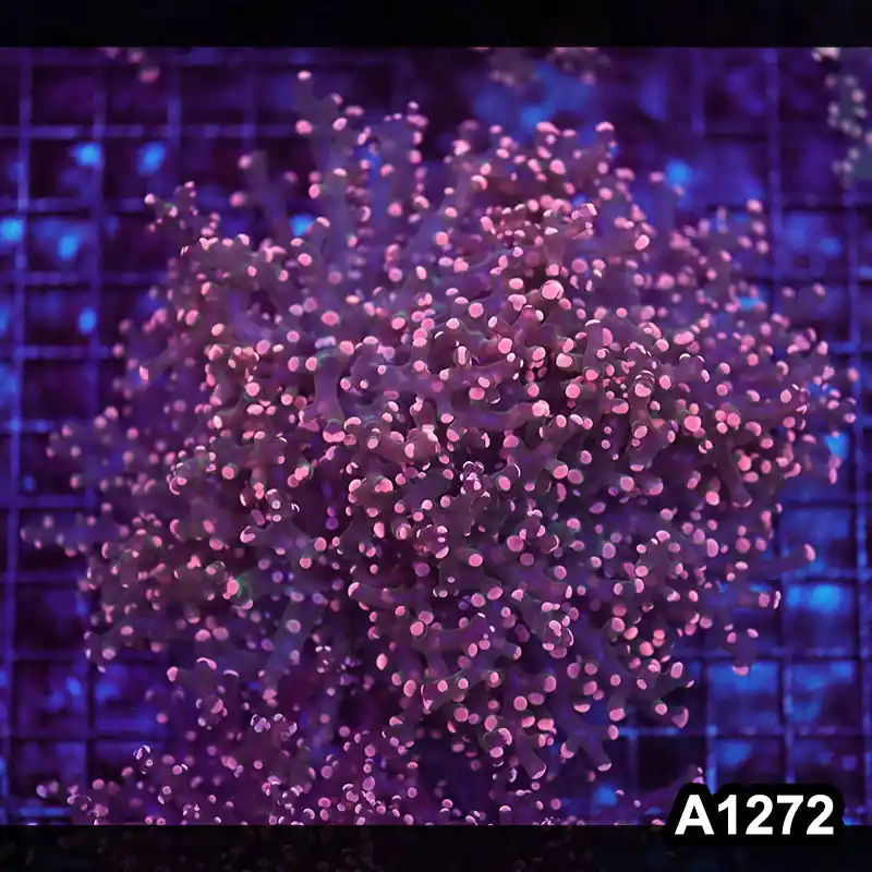 Item#A1272LW1272(L) WYSIWYG Indo Cultured Ultra Pink Tip Branching Frogspawn Colony - Zooxae