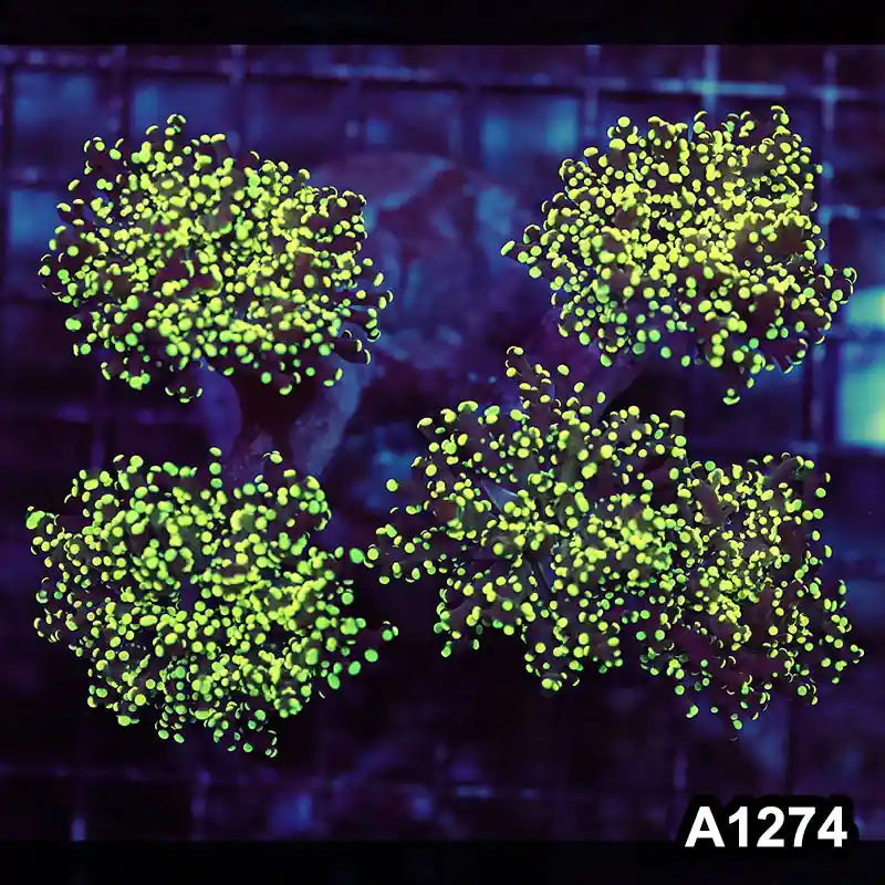 Item#A1274LW1274(M) WYSIWYG Indo Cultured Ultra Yellow Tip Branching Frogspawn Colony - Zooxae