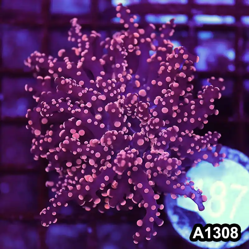 Item#A1308LW1308(M) WYSIWYG Indo Cultured Ultra Pink Tip Branching Frogspawn Single Head - Zooxae