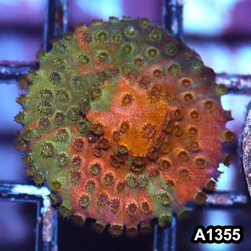 Item#A1355IN1355(S) WYSIWYG Cultured Grafted Cyphastrea Frag - Zooxae