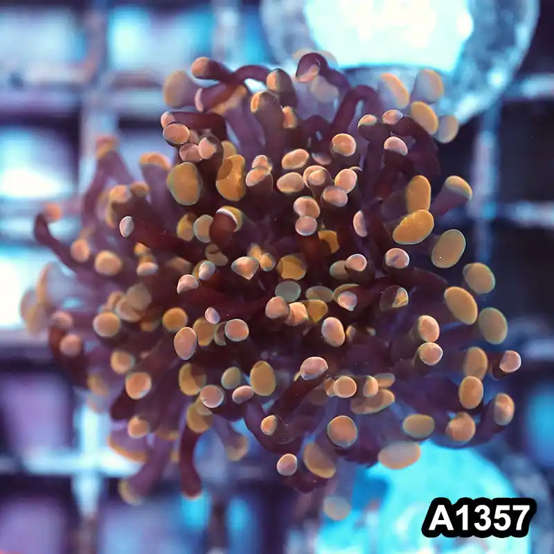 Item#A1357IN1357(S) Hand Selected Cultured Ultra Tip Branching Hammer Single Head 03 - Zooxae