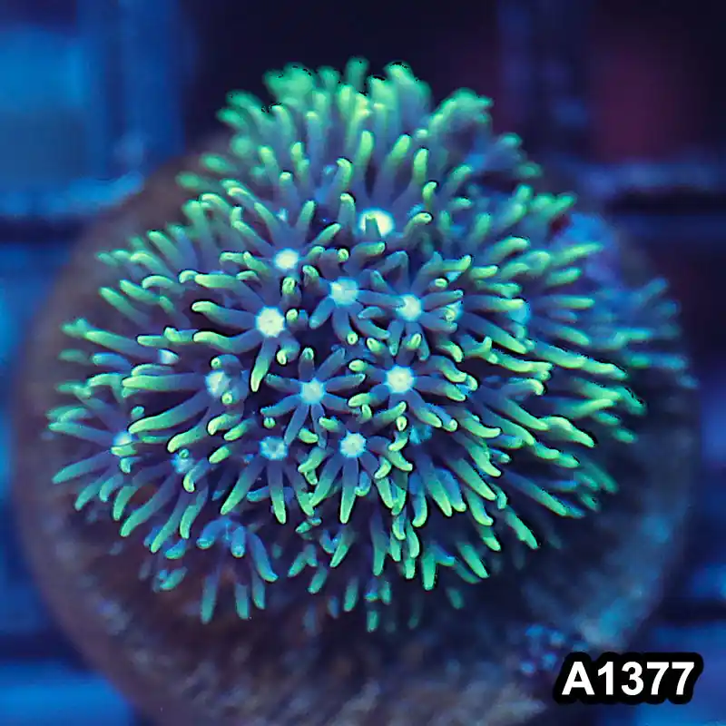 Item#A1377IN1377(S) WYSIWYG Cultured Green Star Polyp Frag - Zooxae