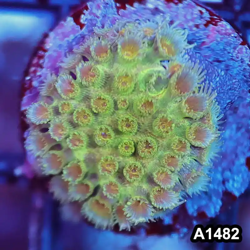 Item#A1482RW1482(S) WYSIWYG Aussie Ultra Unique Goniopora Frag - Zooxae