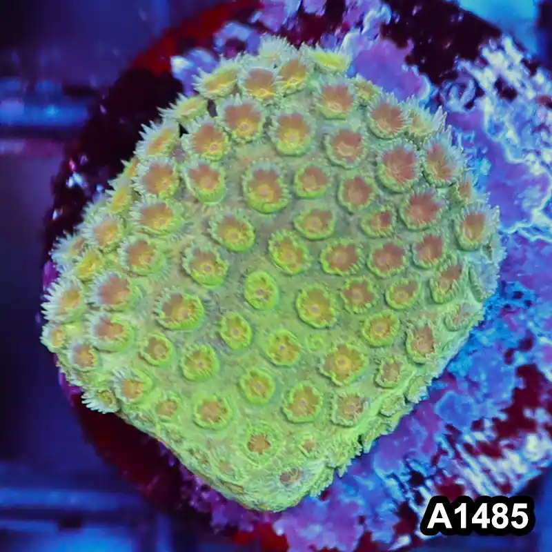Item#A1485RW1485(S) WYSIWYG Aussie Ultra Unique Goniopora Frag - Zooxae