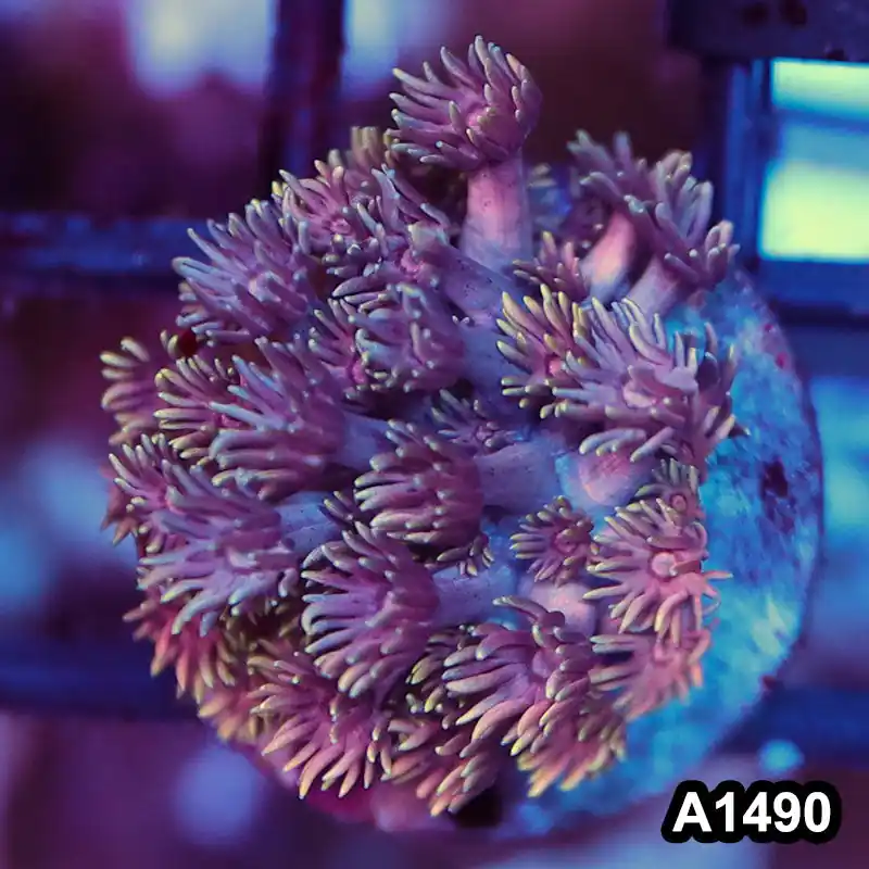 Item#A1490RW1490(S) WYSIWYG indo Rainbow Goniopora Frag - Zooxae