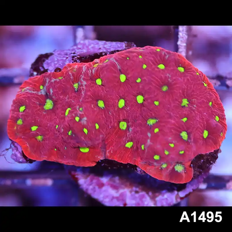 Item#A1495RW1495(S) WYSIWYG Aussie Ultra War Coral Frag - Zooxae