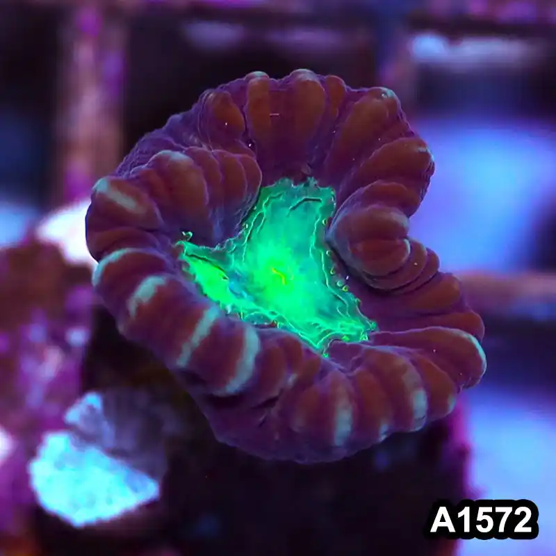 Item#A1572IN1572(S) WYSIWYG Aussie Candy Cane Frag - Zooxae