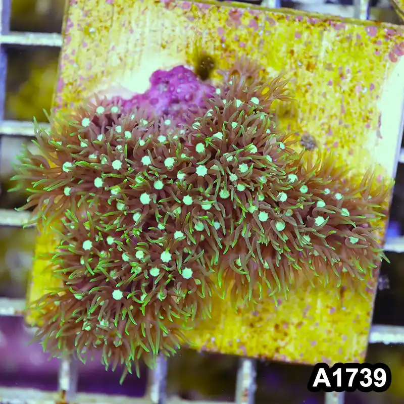 Item#A1739RW1739(S) WYSIWYG Green Star Polyp Large Frag - Zooxae