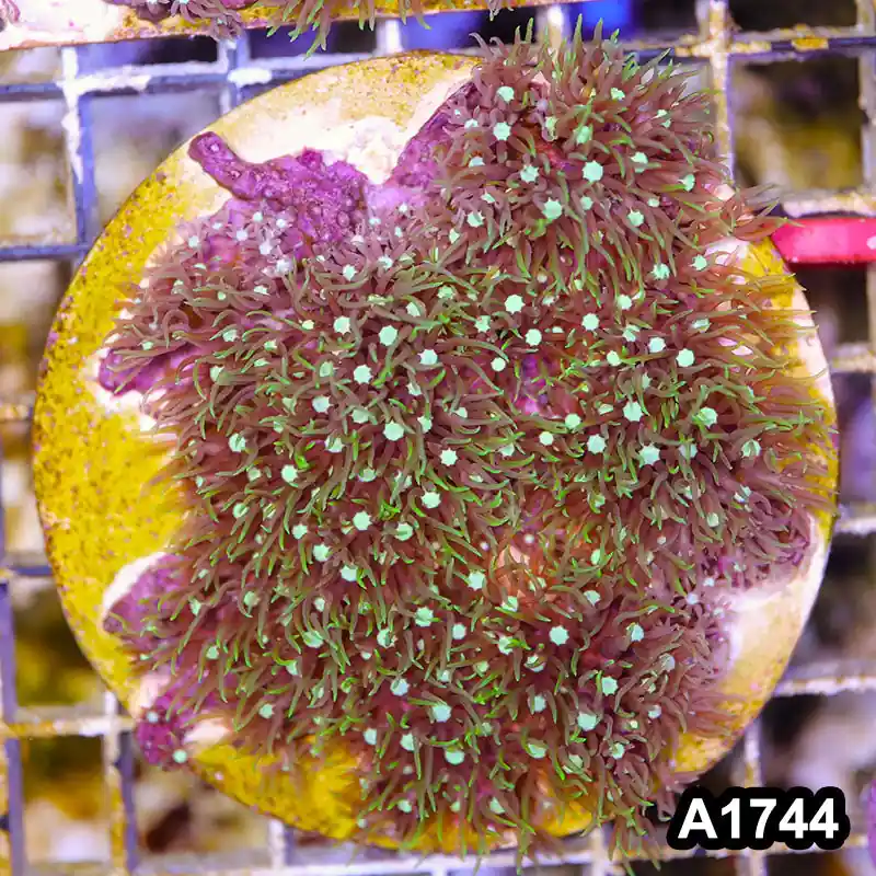 Item#A1744RW1744(S) WYSIWYG Green Star Polyp Large Frag - Zooxae