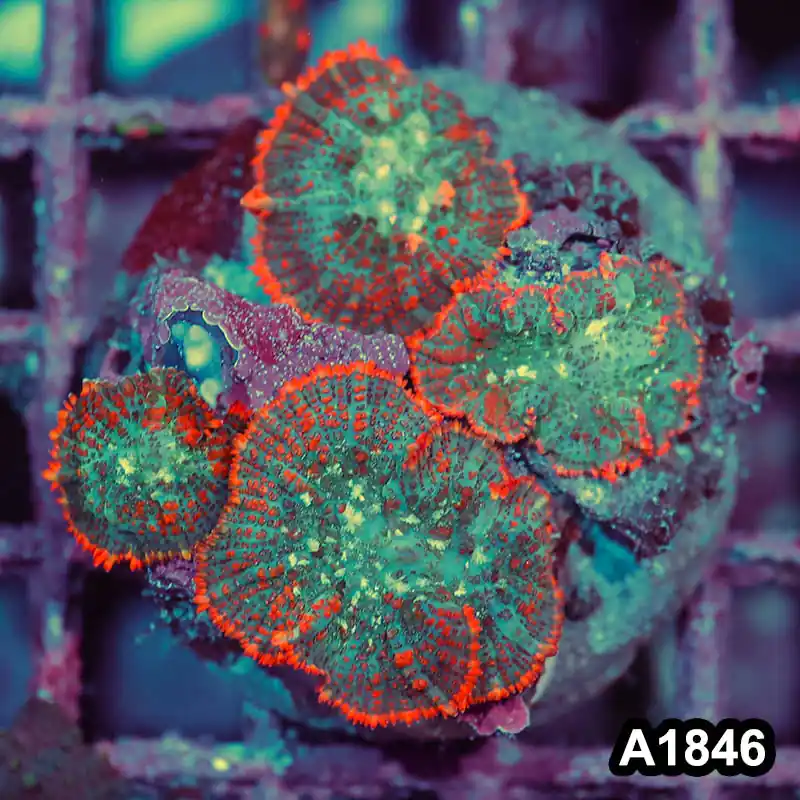 Item#A1846IN1846(M) WYSIWYG Indo Cultured Rainbow Rhodactis Mushroom Colony - Zooxae