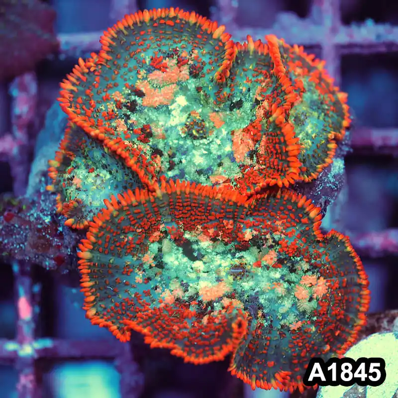 Item#A1845IN1845(M) WYSIWYG Indo Cultured Rainbow Rhodactis Mushroom Colony - Zooxae
