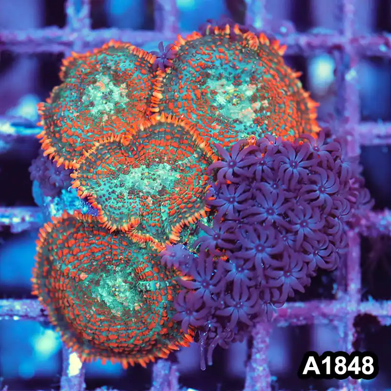 Item#A1848IN1848(M) WYSIWYG Indo Cultured Rainbow Rhodactis Mushroom Colony - Zooxae