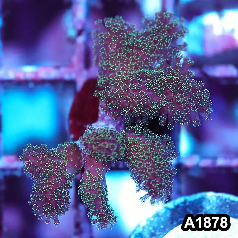 Item#A1878IN1878(S) WYSIWYG Stylophora Frag - Zooxae