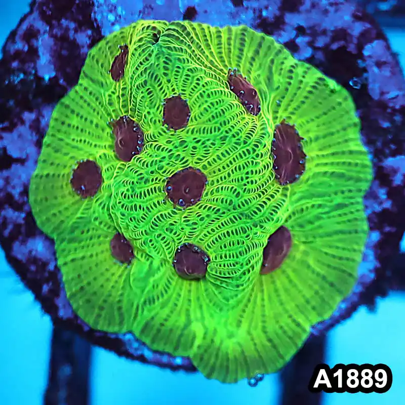 Item#A1889FM1889(S) WYSIWYG Fascination Favia Frag - Zooxae