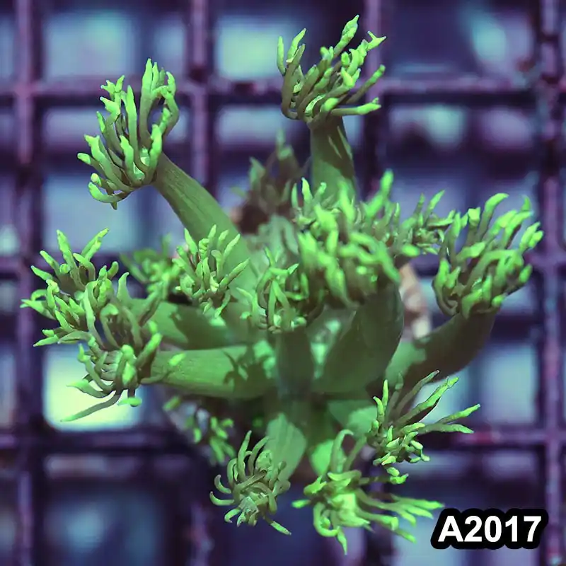 Item#A2017IN2017(S) WYSIWYG Aussie Ultra Goniopora Frag - Zooxae