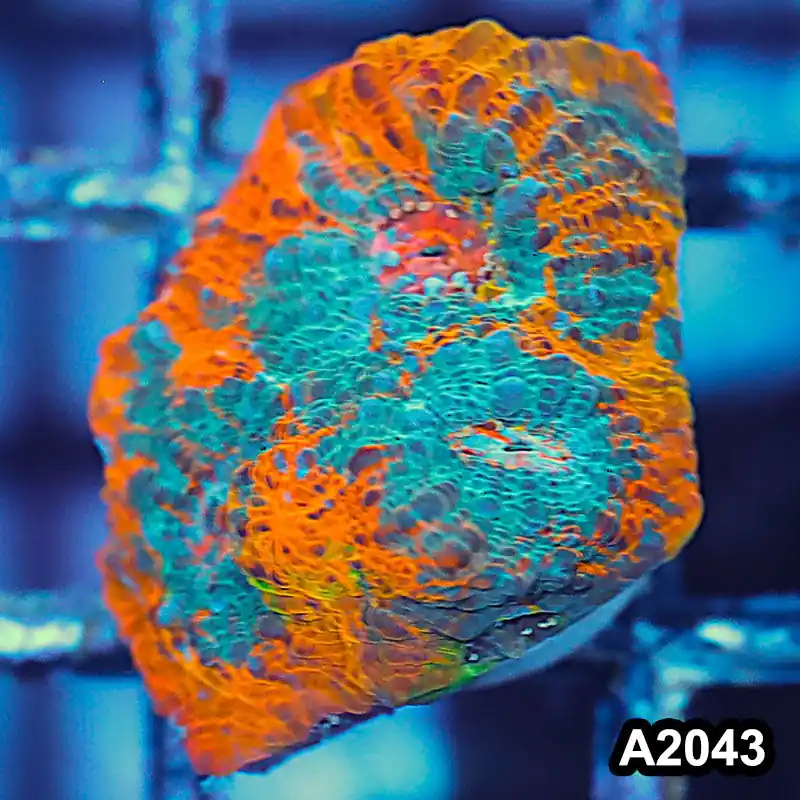 Item#A2043IN2043(S) WYSIWYG Rainbow Chalice Large Frag - Zooxae