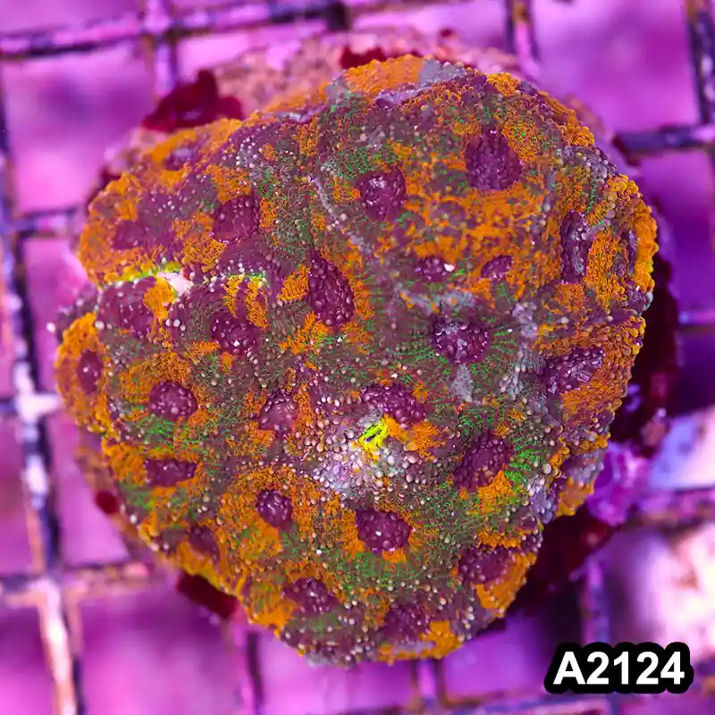 Item#A2124IN2124(M) WYSIWYG Indo Cultured Rainbow Acanthastrea Echinata Colony - Zooxae