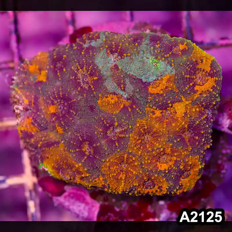 Item#A2125IN2125(M) WYSIWYG Indo Cultured Rainbow Acanthastrea Echinata Colony - Zooxae