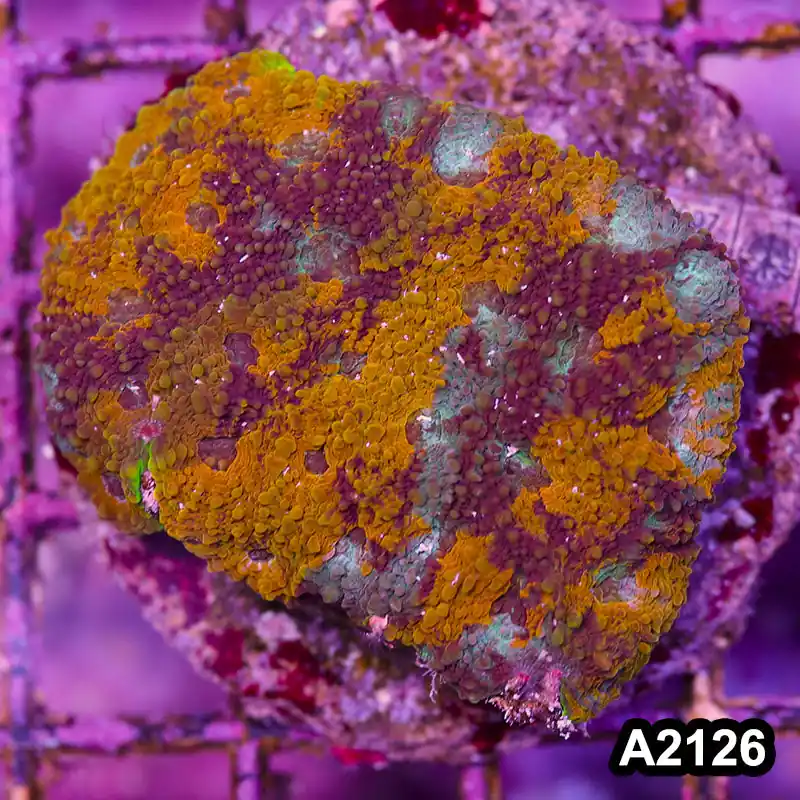 Item#A2126IN2126(M) WYSIWYG Indo Cultured Rainbow Acanthastrea Echinata Colony - Zooxae