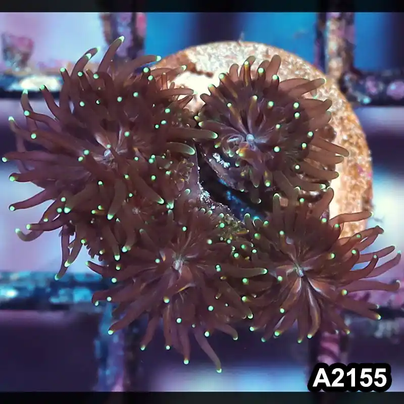 Item#A2155IN2155(S) WYSIWYG Indo Gold Galaxea Frag - Zooxae