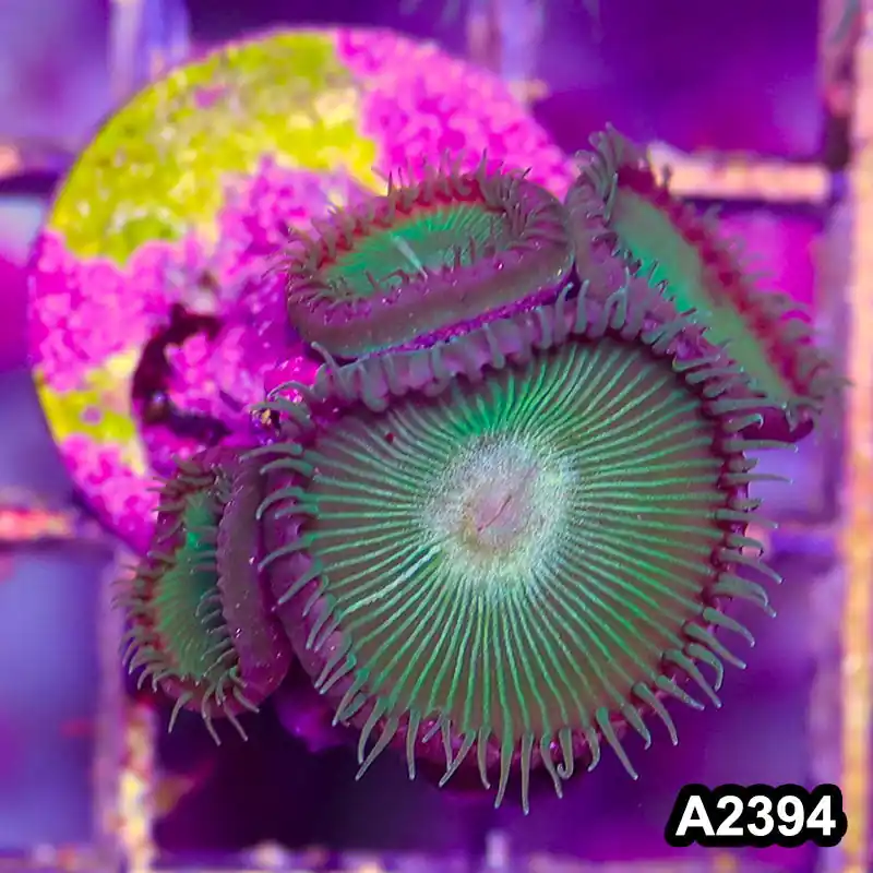 Item#A2394BT2394(S) WYSIWYG Indo Ultra Palythoa Frag - Zooxae
