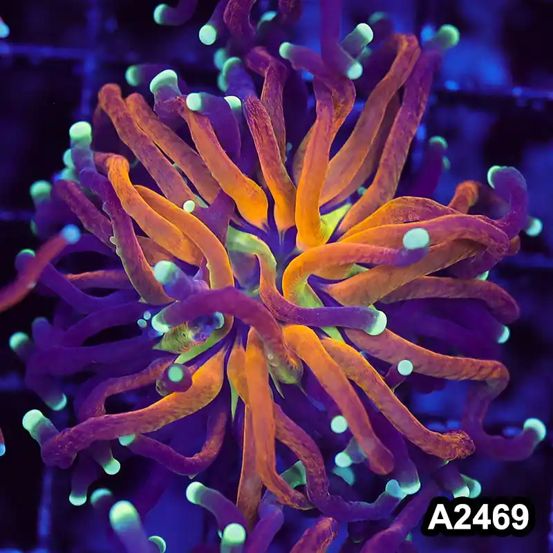 Item#A2469LW2469(S) WYSIWYG Indo Cultured Unique Holy Grail Tiger Torch Single Head - Zooxae