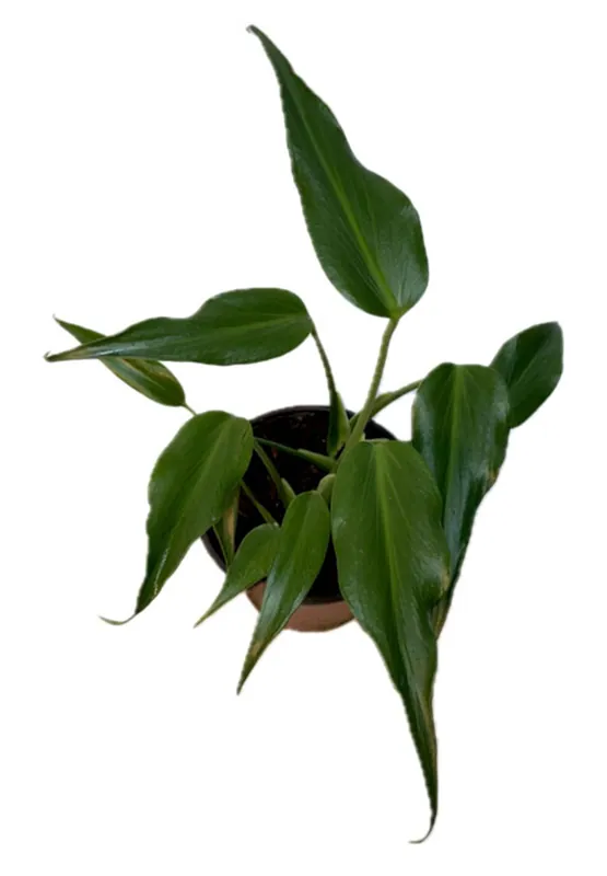 4" Ctenanthe Burle Marx - Zooxae
