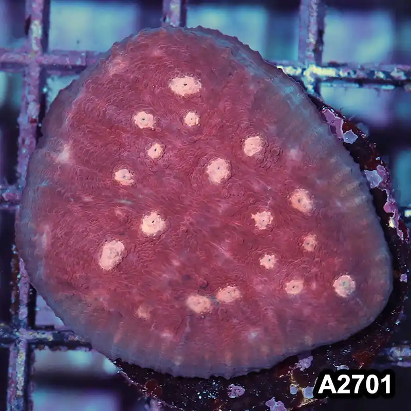 Item#A2701IN2701(S) WYSIWYG Aussie Ultra Chalice Frag - Zooxae