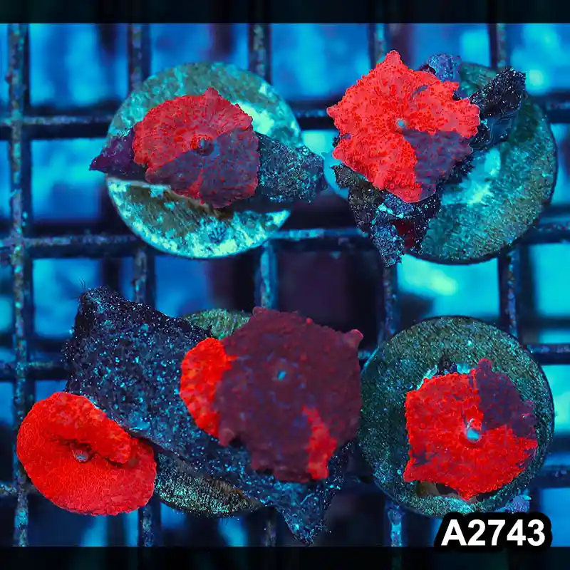 Item#A2743IN2743(M) WYSIWYG Aussie Premium Deadpool Discosoma 5pc Mushroom Pack - Zooxae