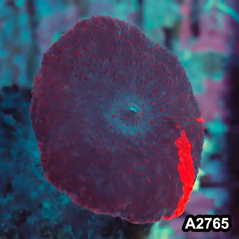 Item#A2765IN2765(S) WYSIWYG Aussie Premium Reverse Deadpool Discosoma Mushroom - Zooxae