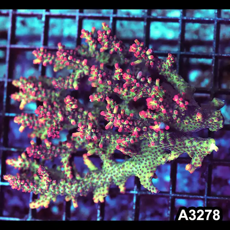 Item#A3278LW3278(M) WYSIWYG Aussie Ultra Strawberry Shortcake Acropora Colony - Zooxae