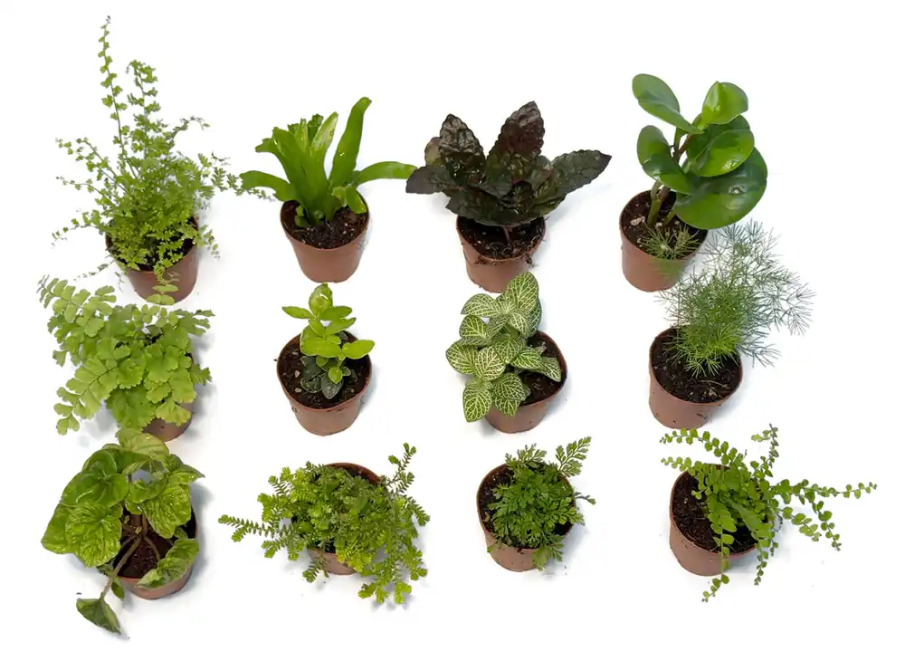 2” Pot Terrarium/Vivarium Mix Plant (Assorted Grower's Choice) - Zooxae