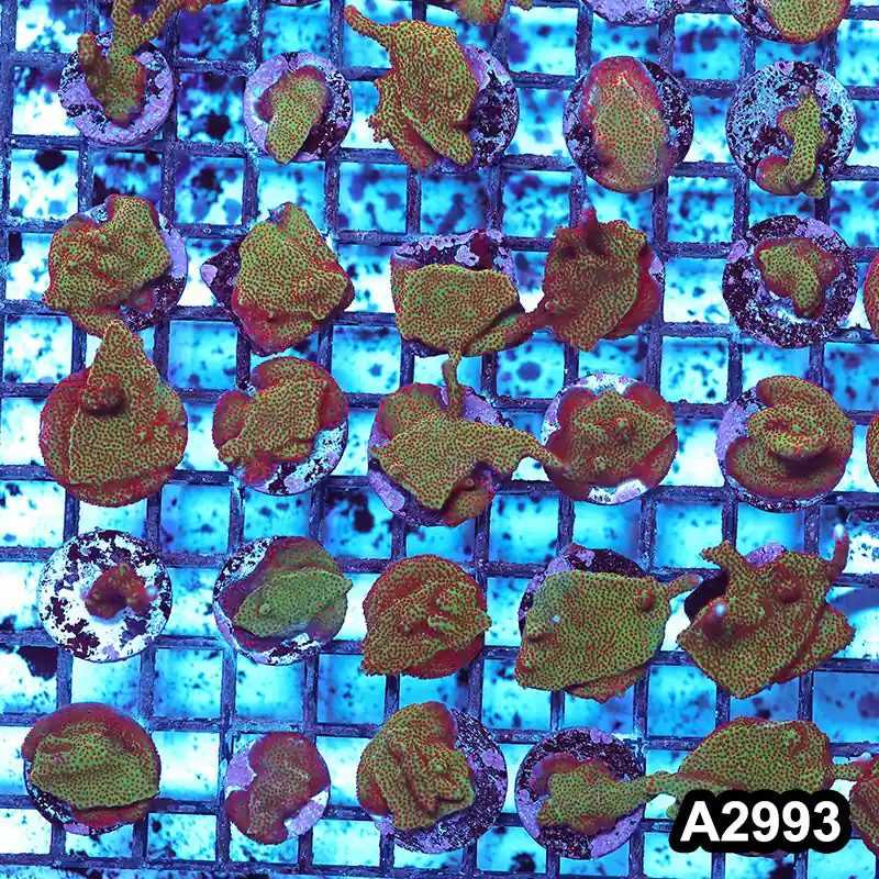 Item#A2993RW2993(S) Hand Selected Montipora Digitata Frag 12 - Zooxae