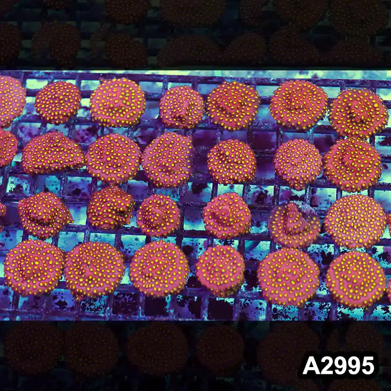 Item#A2995RW2995(S) Hand Selected Bling Bling Cyphastrea Frag 02 - Zooxae